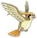Ken Sugimori Artwork of Pidgeot